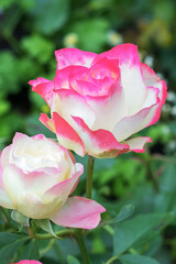 Blooming Rose floribunda 