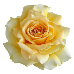 Rose yellow flower. Beautiful single yellow rose isolated on transparent background.