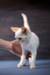 White little kitten on a dark wooden background