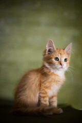 Red little kitten on a green background