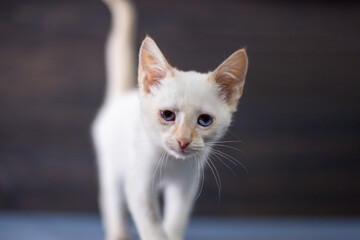 White little kitten on a dark wooden background