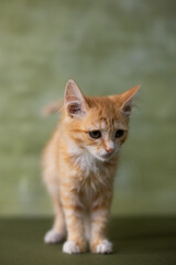 Red little kitten on a green background