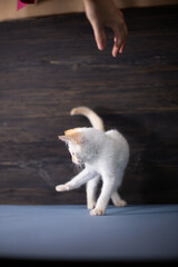 White little kitten on a dark wooden background