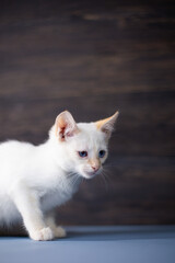 White little kitten on a dark wooden background