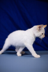 White playful kitten on a blue background