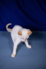 White playful kitten on a blue background