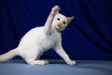 White playful kitten on a blue background