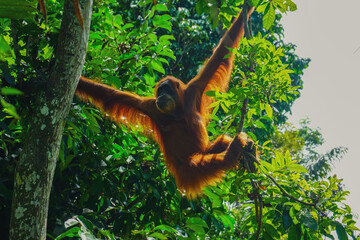 Female orangutan whilst hanging from a tree with wide spread arms and flufly hair in the sumatran...