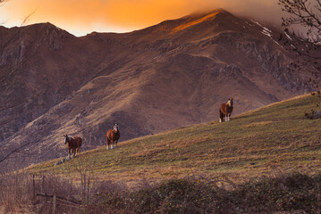 horse in mountains sunset