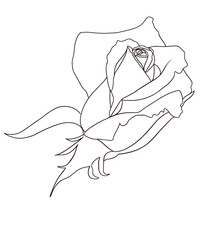 Rose, line art 