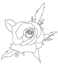 Rose, line art 