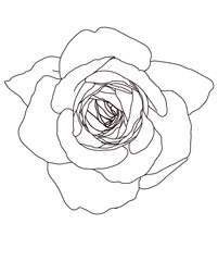 Rose, line art 