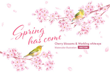 春の花：桜と小鳥（メジロ）の散る花びらのフレームデザイン。水彩イラスト。（ベクター。レイアウト変更可能）
 - obrazy, fototapety, plakaty