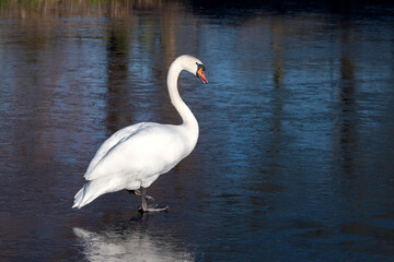 Obraz premium An adult mute swan (Cygnus olor) walks on the ice of a frozen pond in winter