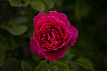 Wonderful flowers awaken your senses