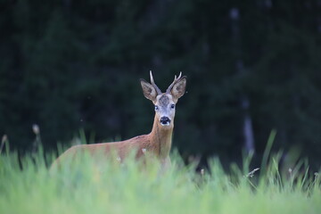 Chevreuil dans une prairie qui regarde dans notre direction.
