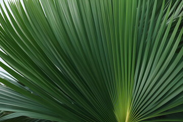 Obraz premium palm tree leaves. 