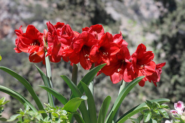 Lilienbusch mit roten Blüten  © Aggi Schmid