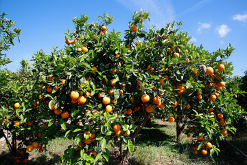 Oranenbaum mit vielen Früchten