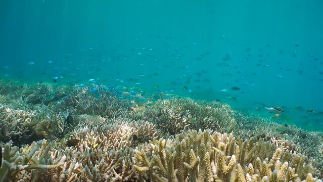 Underwater coral reef with a school of fish (Chromis viridis), natural scene, south Pacific ocean, New Caledonia, Oceania, 59.94fps