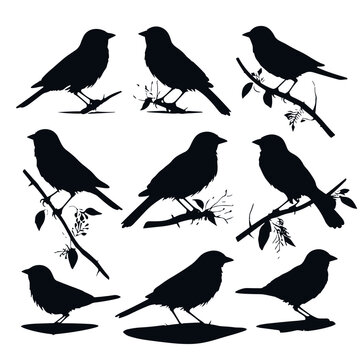 bird, animal, vector, silhouette, illustration, nature, crow, black, birds, isolated, raven, white, wildlife, branch, feather, beak, wing, art, icon, bullfinch, robin, winter, fly, tree, pigeon