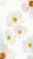 daisies on white background