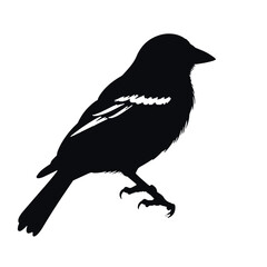 bird, eagle, vector, silhouette, wing, illustration, animal, feather, tattoo, black, flying, nature, wings, hawk, symbol, art, crow, raven, fly, wild, beak, design, drawing, wildlife, flight, bird, an