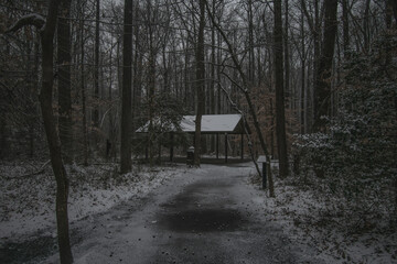winter in the woods