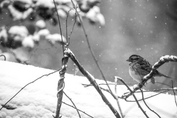 bird on a snow
