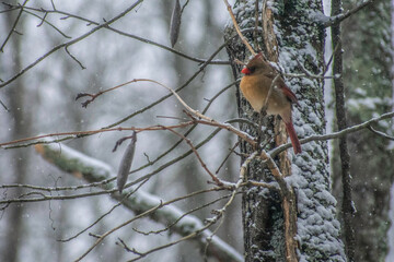 robin in winter