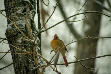 robin on a branch