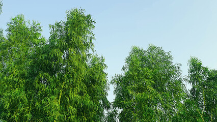 beautiful green cottonwoods photo, balsam poplars background, cottonwoods wallpaper - obrazy, fototapety, plakaty