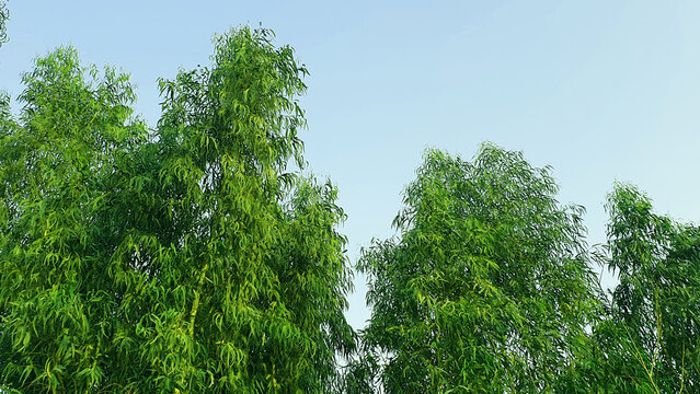 beautiful green cottonwoods photo, balsam poplars background, cottonwoods wallpaper