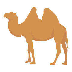 Flat camel illustration. Various camels with one hump illustration. Desert caravan Arabian dromedary with seat isolated on white background. Arabian animal vector illustration
