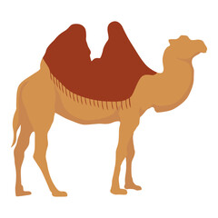 Flat camel illustration. Various camels with one hump illustration. Desert caravan Arabian dromedary with seat isolated on white background. Arabian animal vector illustration