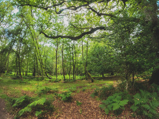 A summer walk through the green forest full of vegetation. Hike on a trail in the New Forest National Park