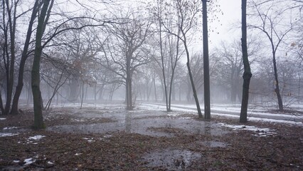 Park in winter, fog, snow