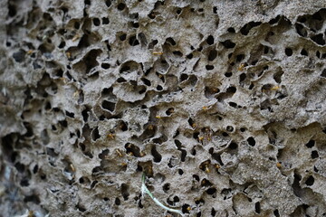 Coptotermes formosanus (Formosan termite, super-termite, semut kongkiak, rayap, anai-anai, semut putih) in the dry wood