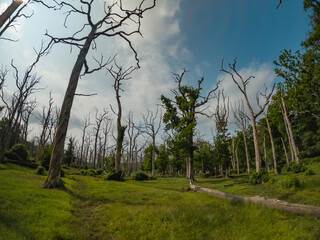 A summer walk through the old forest dried up by time. Hike on a trail in the New Forest National Park 