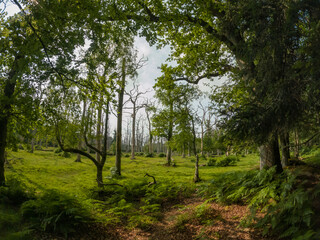 Fototapeta na wymiar A summer walk through the green forest full of vegetation. Hike on a trail in the New Forest National Park