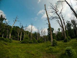 Fototapeta premium A summer walk through the old forest dried up by time. Hike on a trail in the New Forest National Park 