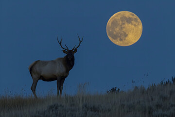 deer in the night with the moon