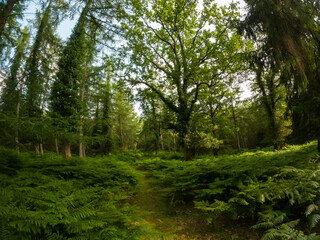 A summer walk through the green forest full of vegetation. Hike on a trail in the New Forest National Park
