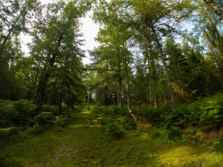 A summer walk through the green forest full of vegetation. Hike on a trail in the New Forest National Park