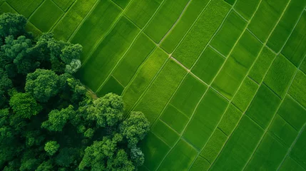 Fototapete Grün Campo de plantação verdes com árvores - Vista aérea 