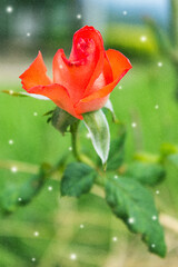 red rose flower with snow valentine