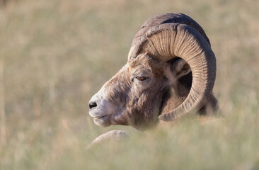 A ram bighorn sheep laying in grass