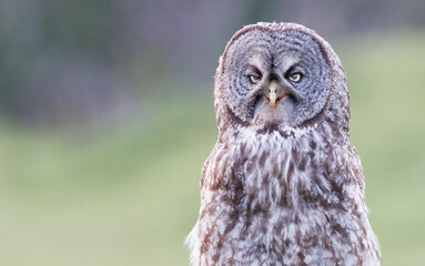 A great gray owl just after it finished eating a vole
