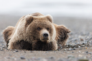 A grizzly cub laying on the beach