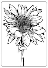 Sketch Floral Botany Collection. Sun flower  drawings. Hand Drawn Botanical Illustrations. For t-shirt, postcard, cosmetics.